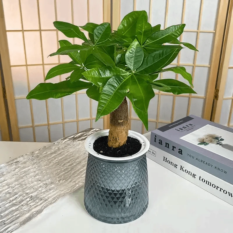 【店铺专享】花点时间发财树办公室绿植好养吸甲醛含盆