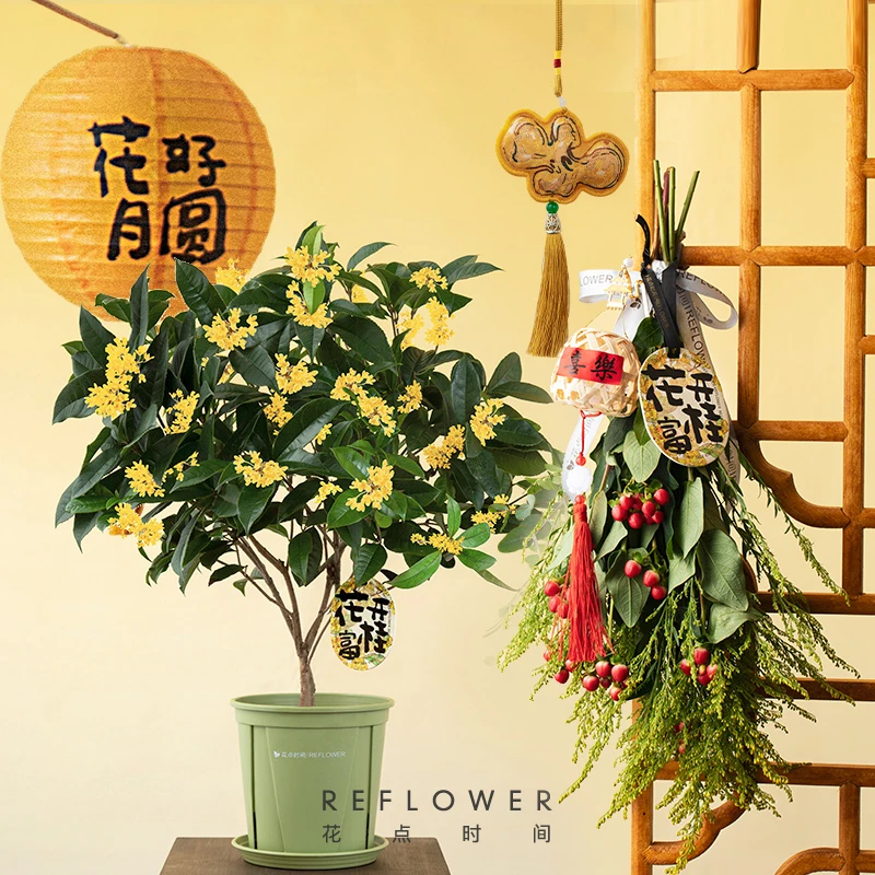 【开运金桂】爆花款桂花盆栽+福灯迎桂倒挂+富桂香囊+灯笼