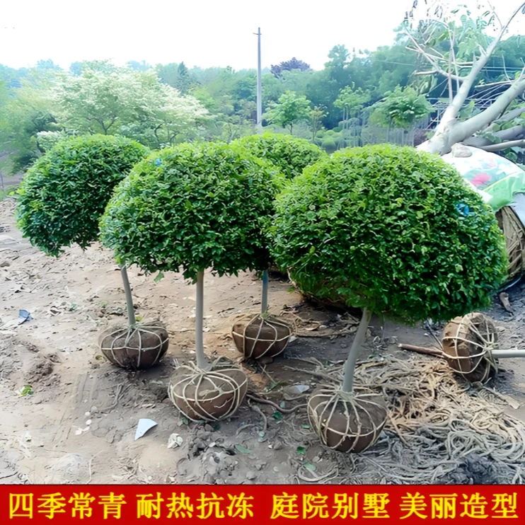 庭院花园植物四季常青不落叶耐寒耐热观叶花镜盆栽独杆棒棒糖养护