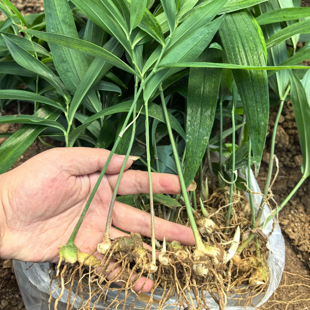 高杆不倒苗黄精苗药材种苗老虎姜多花黄精苗野生鸡头黄精种植黄精