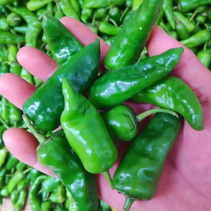 火哥精选余干本地辣椒