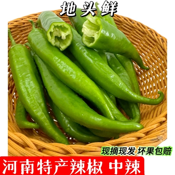 【现摘现发】薄皮尖椒青椒现摘现发香辣中辣新鲜采摘土辣椒羊角青椒