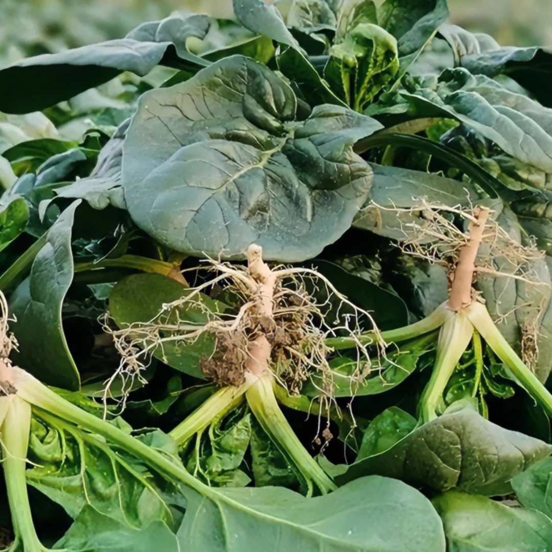 【菠菜】河南露天种植霜打趴地小菠菜现挖现发