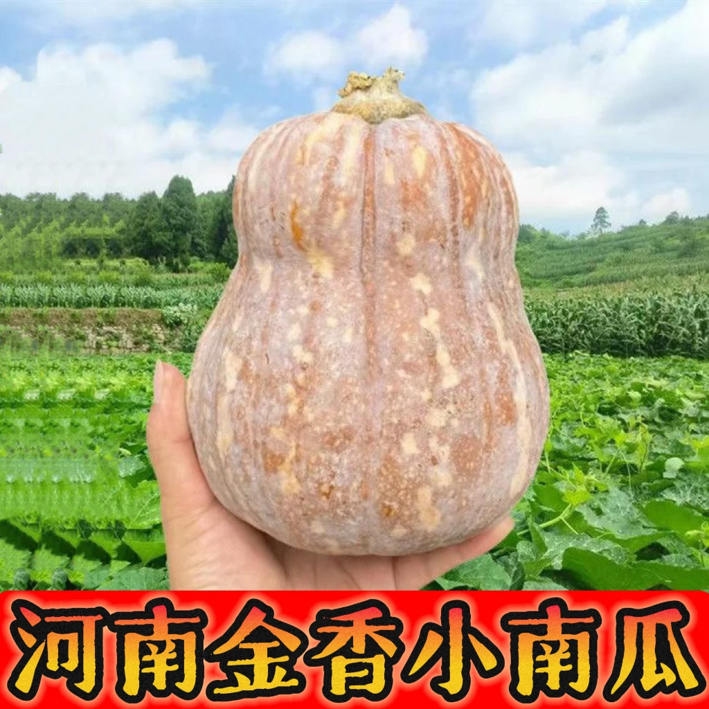 【金香南瓜】河南现摘现发金香南瓜香甜软糯皮糙肉厚