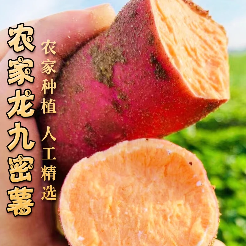 【龙九红薯】2024龙九黄心红薯皮薄肉厚甄选香甜美味红薯