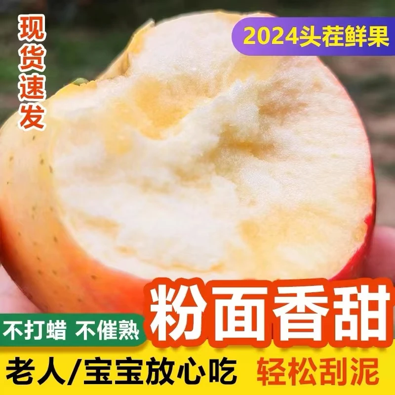 【新苹果】24年新鲜苹果天然粉面苹果酥脆多汁细腻3/4.5/8斤香甜