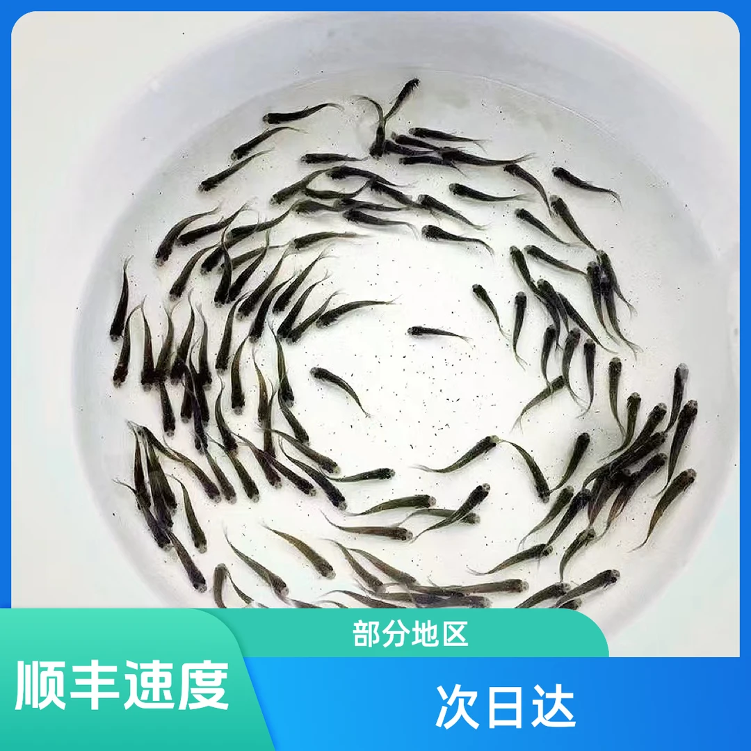 喂乌龟活体饲料龙鱼口粮六角恐龙地狱猫喂宠物鱼食鱼苗麦穗鱼