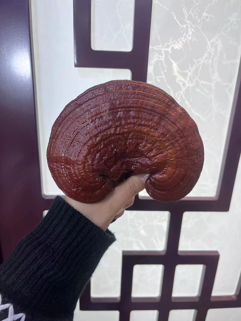 灵芝