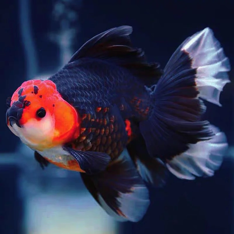 百褶泰狮观赏鱼 以直播间选鱼为准