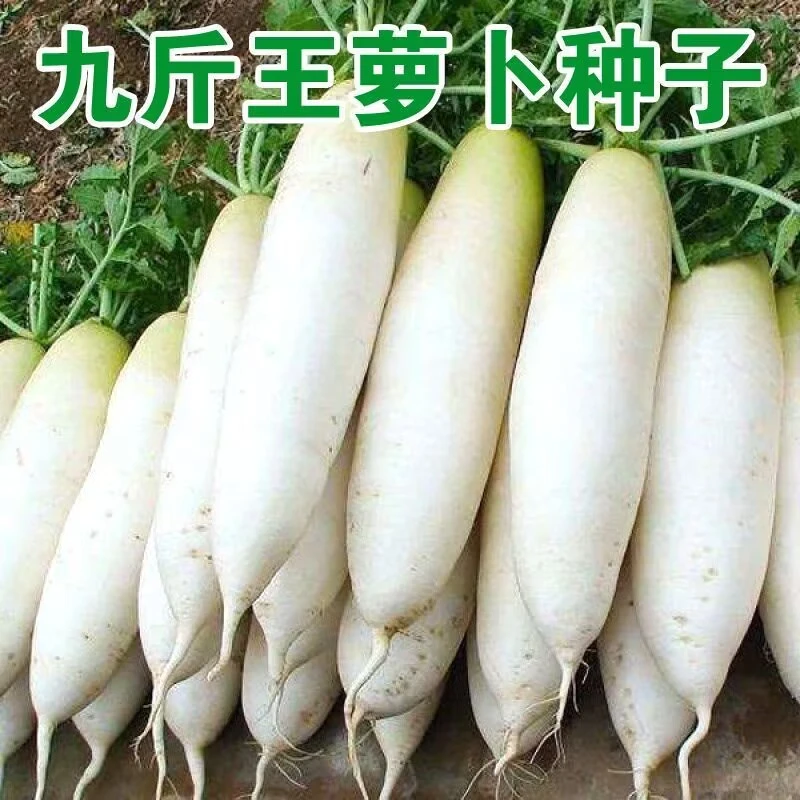 【买1包送1包九斤王白萝卜种子】蔬菜种子特大四季春夏秋季播播种