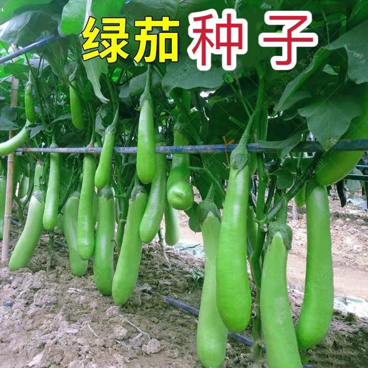 绿皮长茄种子高产青茄子种子特大烧烤绿皮茄子春夏秋四季蔬菜种孑