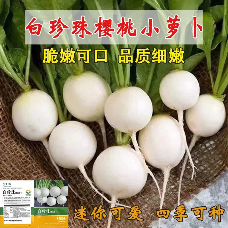 【买1包送1包白樱桃小萝卜种子】盆栽脆甜水果萝卜种子樱桃蔬菜种子
