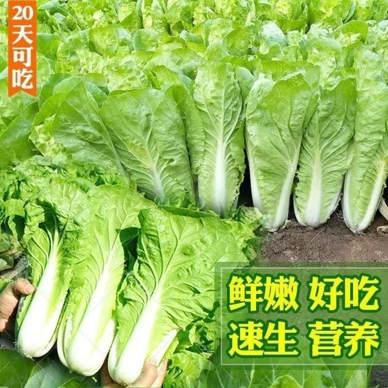 【买1包送1包四季奶油快菜种子】蔬菜种子阳台早熟农家四季蔬菜种子