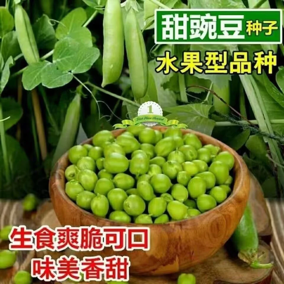 【买1包送1包甜脆豌豆种子】抗寒大荚豆农家田园春秋可播种蔬菜种子