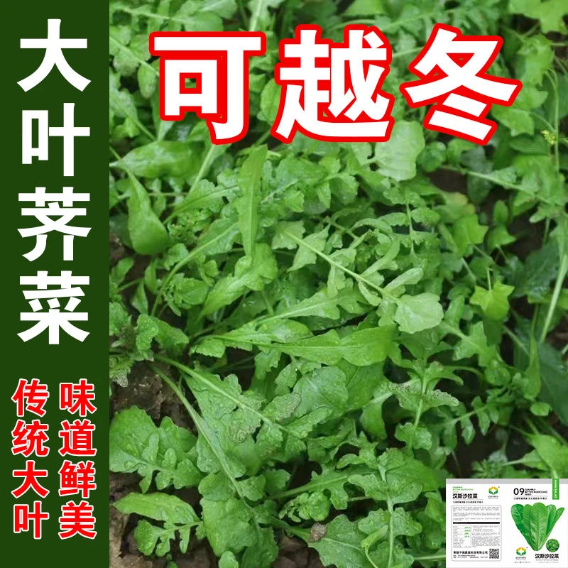 【买1包送1包大叶荠菜种子】耐热耐寒四季播种农家田园盆栽蔬菜种子