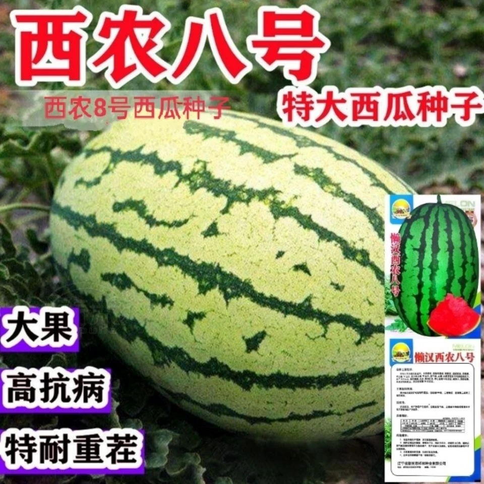 【买1包送1包西农八号西瓜种子 】蔬菜种子四季种植庭大果大田高产