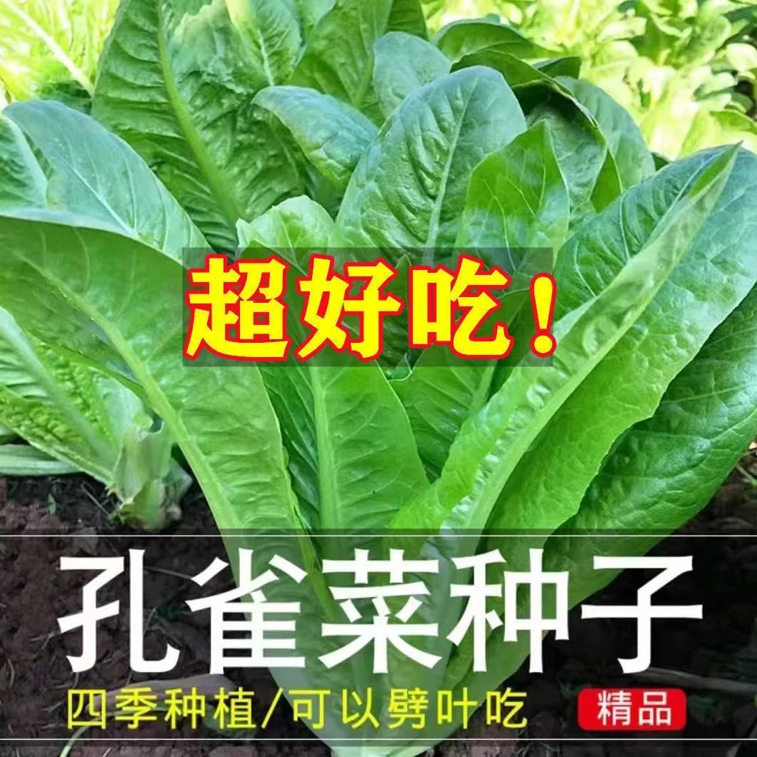 【买1包送1包孔雀菜种子】生菜种子四季种植4-5月可种蔬菜种子