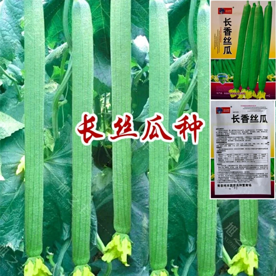 长香丝瓜种子高产早熟丝瓜种子四季南方北方丝瓜籽易成活蔬菜种子
