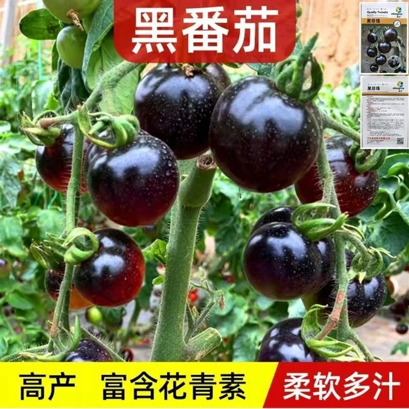 【买1包送1包黑珍珠番茄种子】番茄四季种植室内阳台盆栽蔬菜种子
