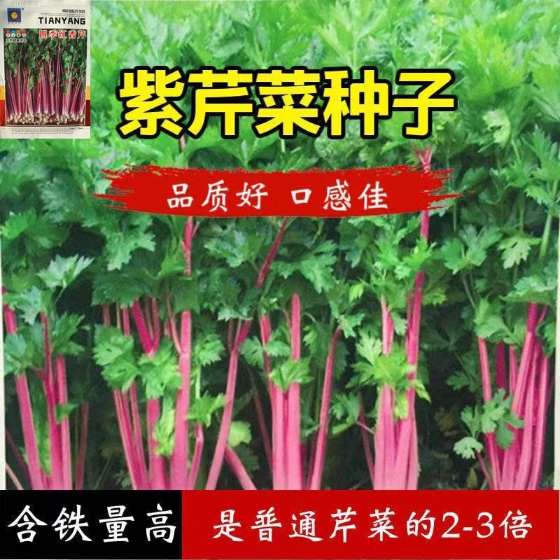 紫玉香芹种子红芹菜种籽紫色孑盆栽蔬菜阳台籽种香味浓细芹菜种子