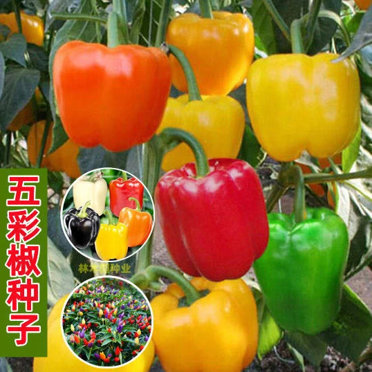 五彩甜椒种子红椒黄青椒高产四季盆栽辣椒五彩春夏秋季南方蔬菜种