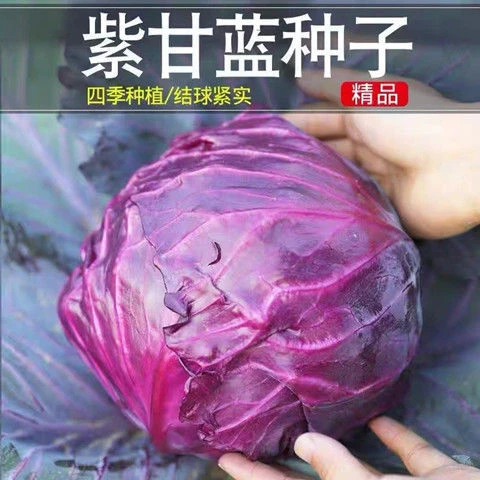 原装紫甘蓝种子紫包心菜卷心菜种农家大田种四季阳台盆栽蔬菜种籽