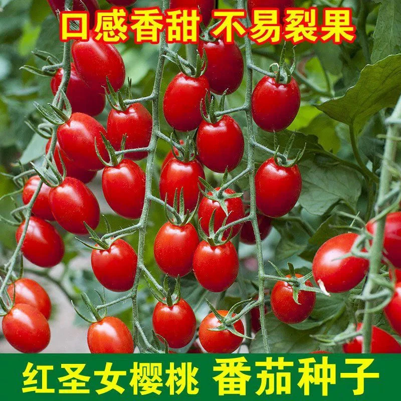 【买1包送1包红圣女果种子】番茄西红柿小番茄种盆栽南方蔬菜种子