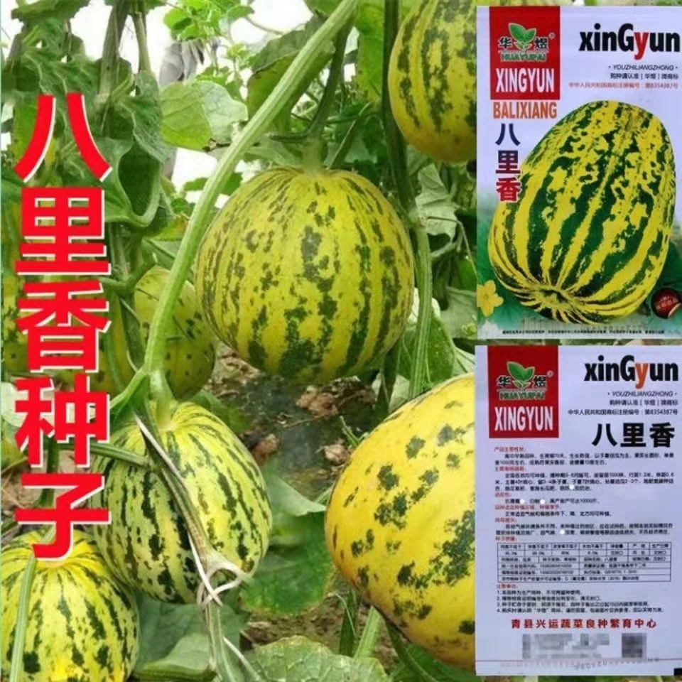八里香甜瓜种子中早熟蔬菜瓜果种子籽香味浓特甜蜜瓜小院家庭种植
