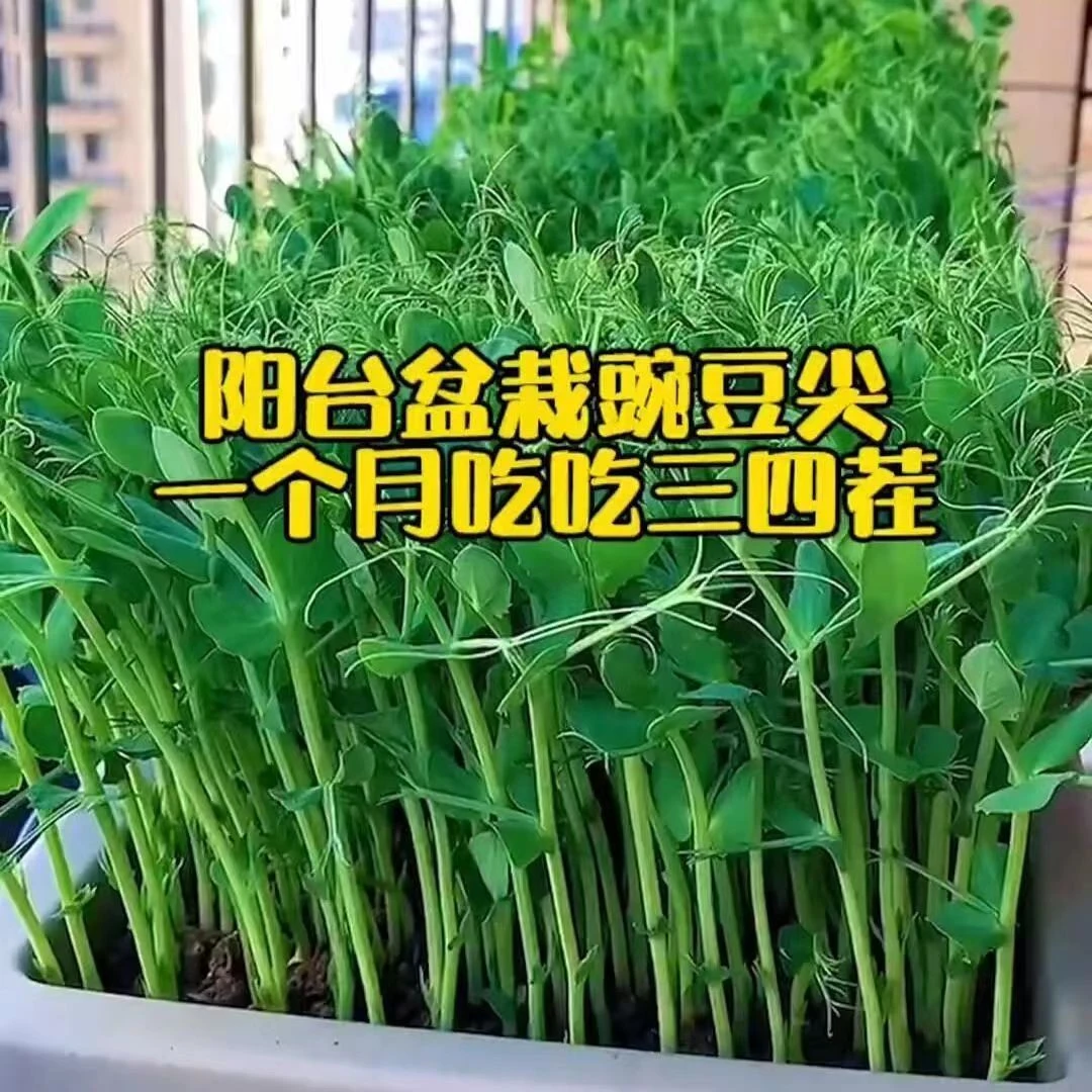 【买1包送1包豌豆苗菜种子】四季种植可水培芽苗菜阳台盆栽蔬菜种子
