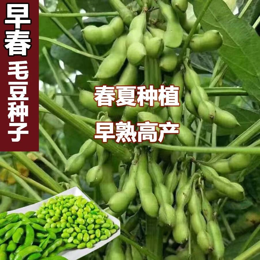 【九月鲜香嫩大粒毛豆种子】软糯清香高产毛豆种子春播夏播抗病耐寒