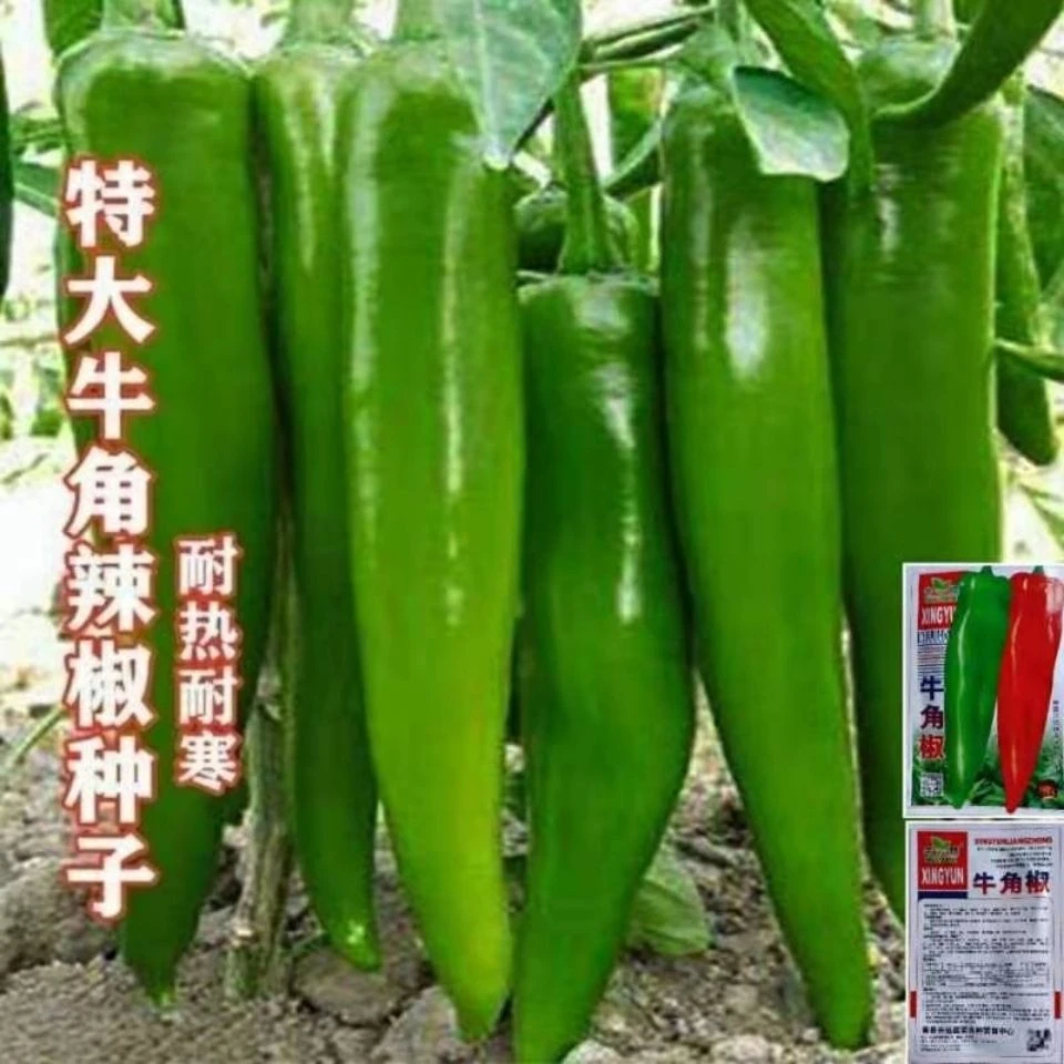 特大牛角椒种子大果羊角青椒尖椒辣椒种籽微辣高产春季秋季蔬菜