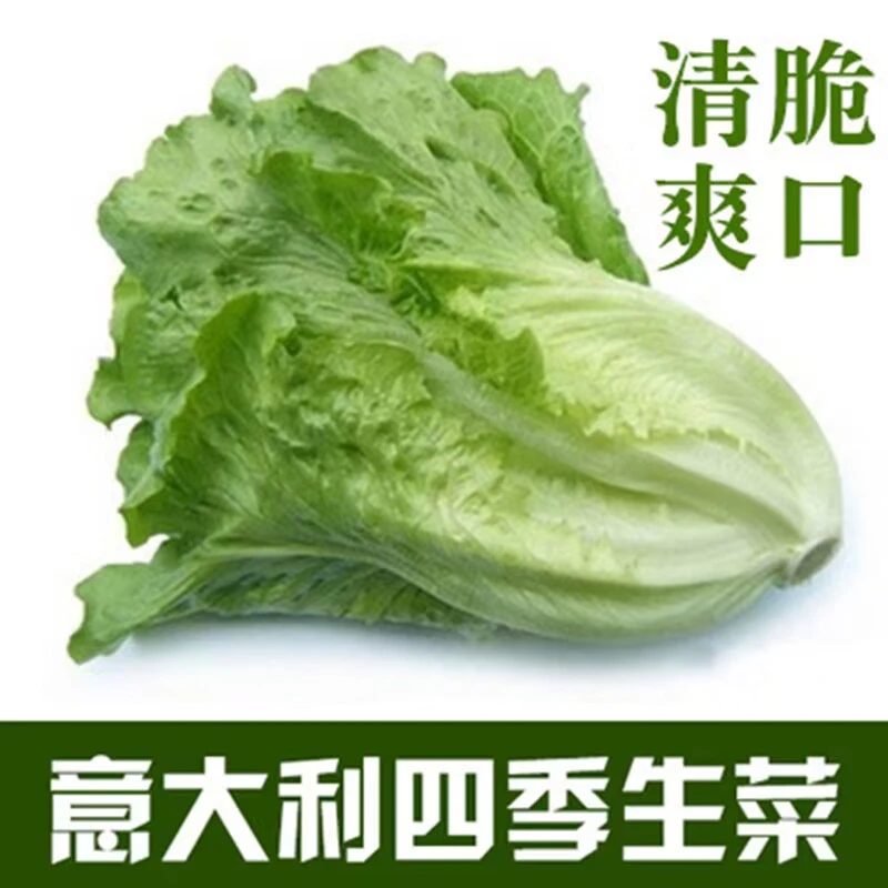 【买1包送1包意大利生菜种子】 生菜种籽盆栽大田农家蔬菜种子四季