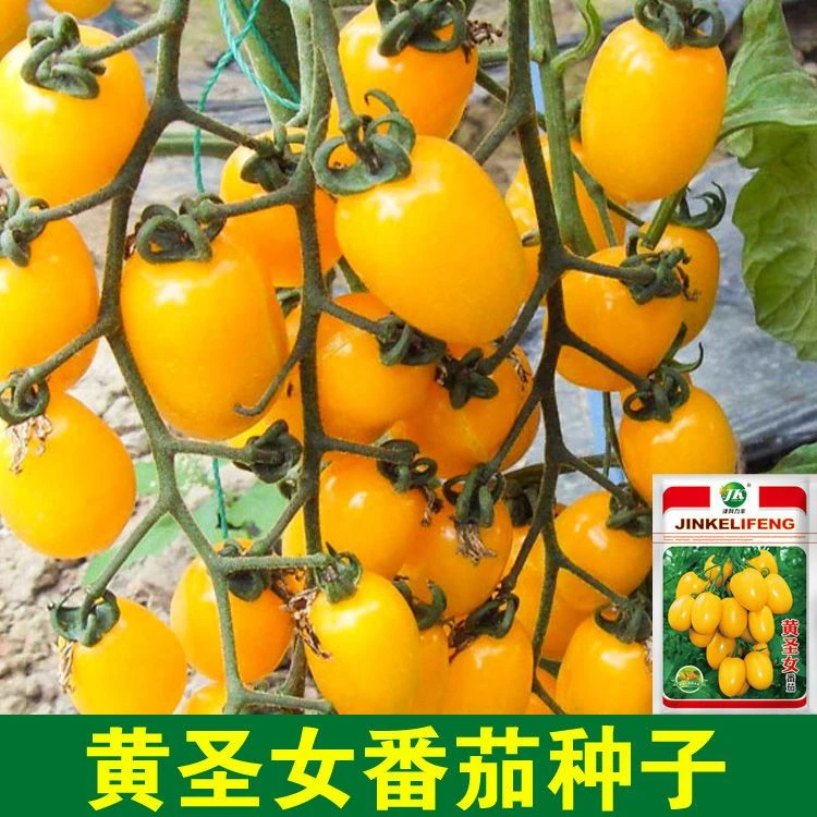 【买1包送1包黄圣女果番茄种子】四季种植盆栽阳台庭院农家蔬菜种子