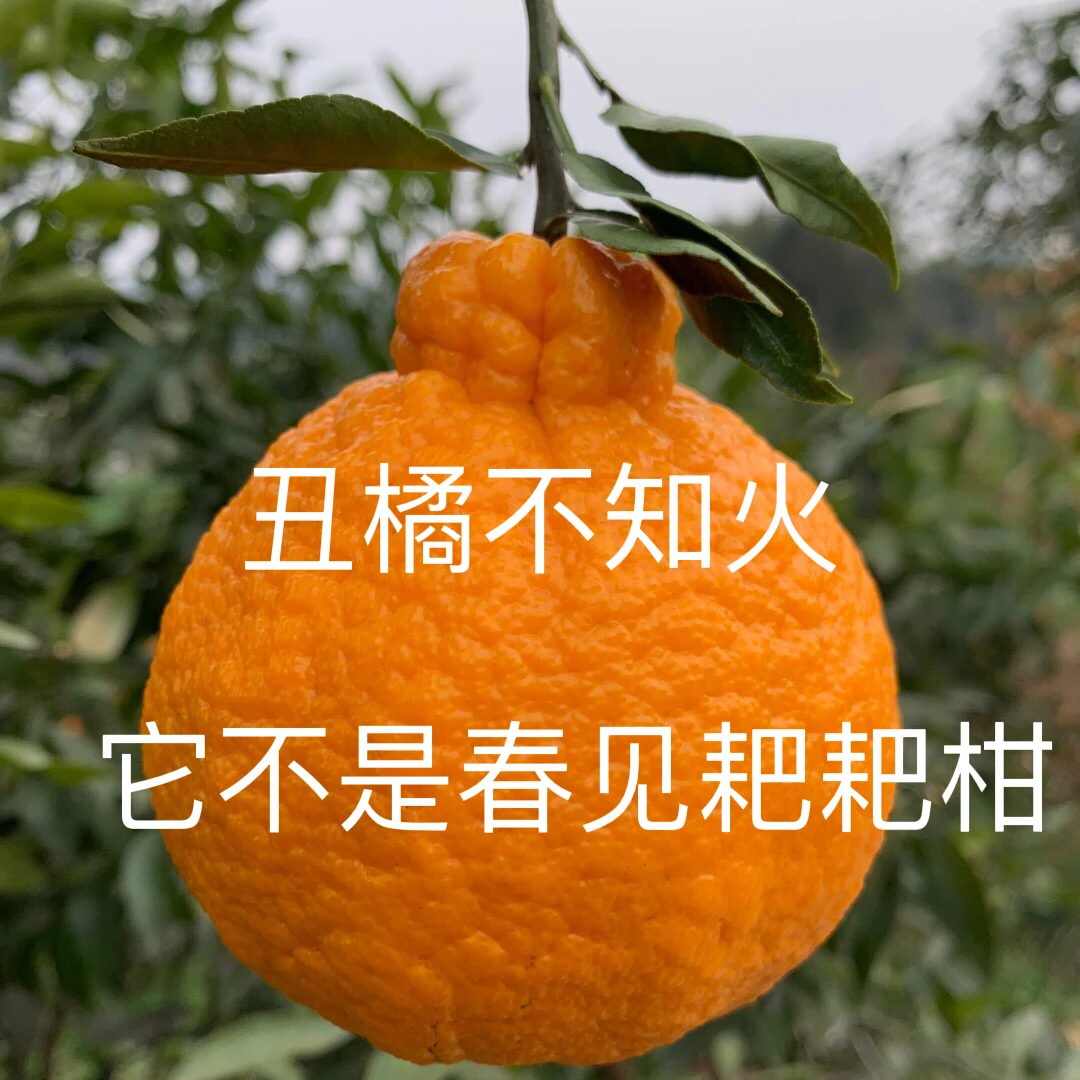 四川眉山自家丑橘不知火每日新鲜采摘酸甜口4斤中通坏果包赔