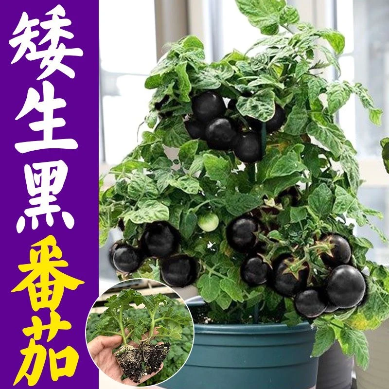 黑矮生番茄苗小番茄西红柿红黄黑圣女果蔬菜秧苗幼苗阳台盆栽种子