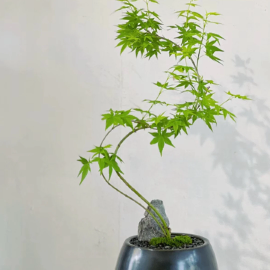 流泉枫叶枫树盆栽黄金流泉清流泉红宝石流泉枫树原盆原土耐寒植物