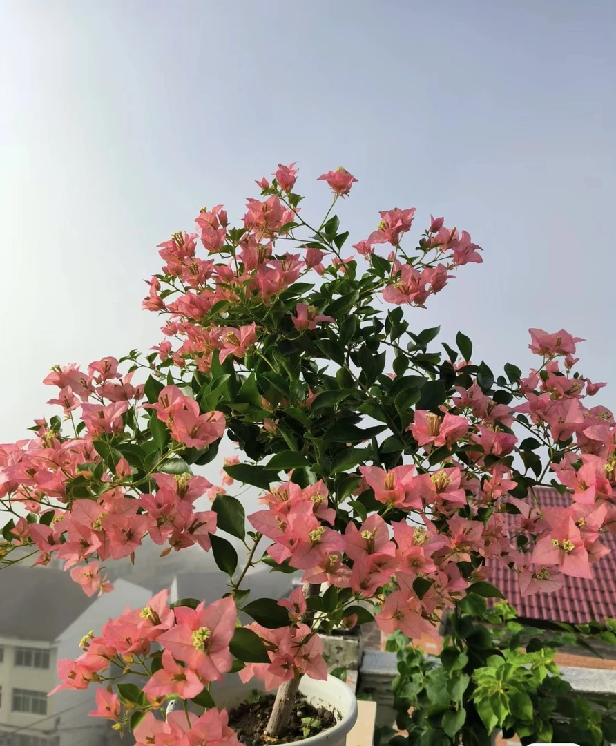 卡亚塔三角梅扦插袋苗包对版包到家鲜活不包活