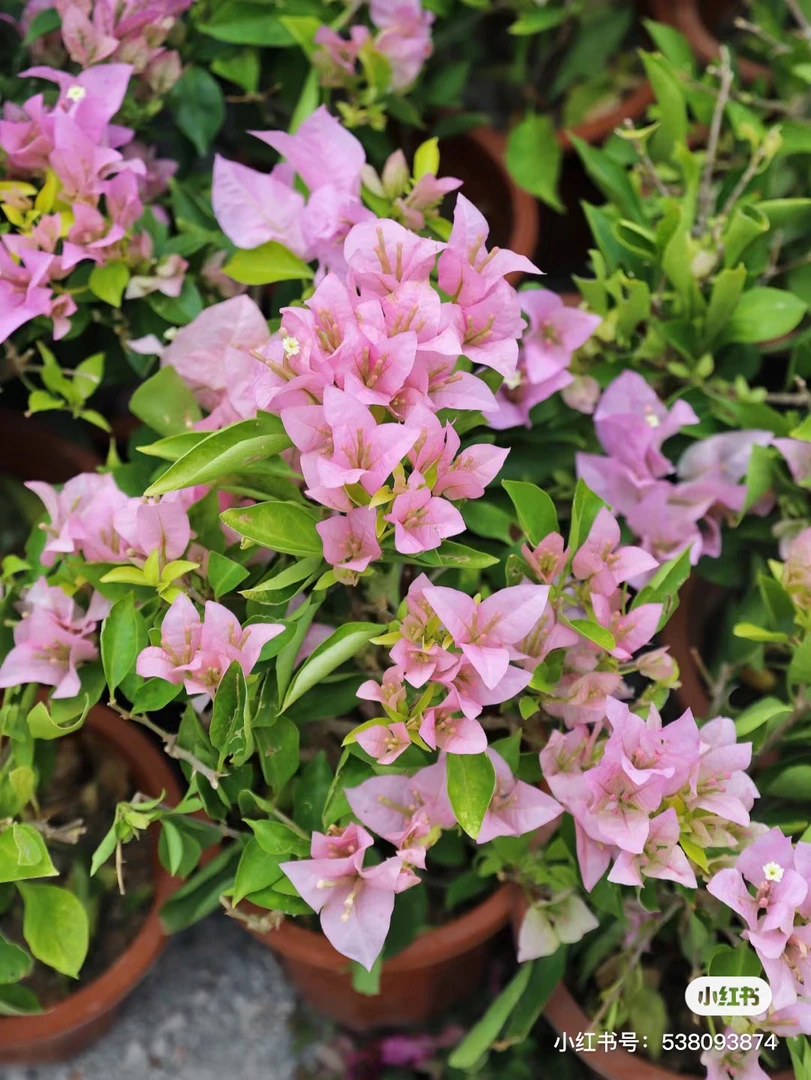 粉星星三角梅扦插袋苗包对版不包成活