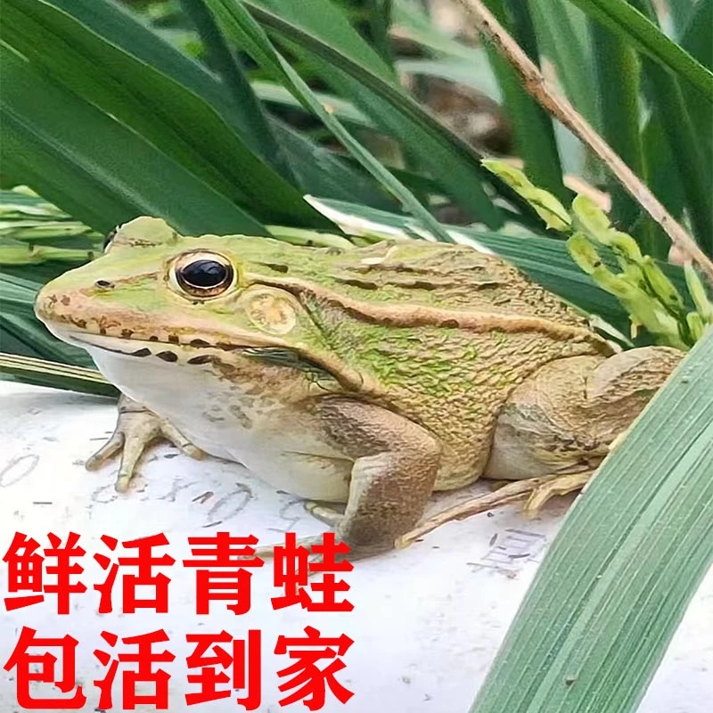 【顺丰包邮】青蛙鲜活稻田青蛙 新鲜田鸡包活到家烧烤食材散养食用