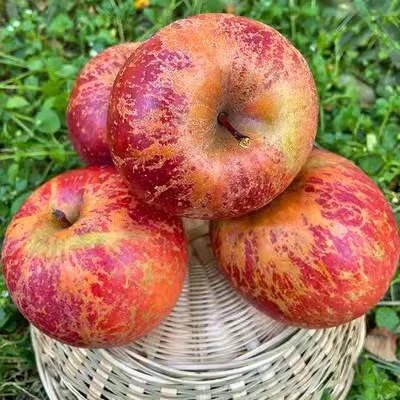 2023大凉山盐源丑苹果冰糖心红富士当季新鲜水果时令新鲜脆苹果