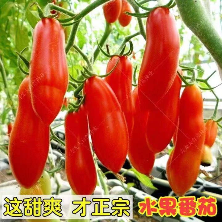 四季小番茄种子苗 千禧圣女果樱桃西红柿盆栽蔬菜种籽水果孑大全