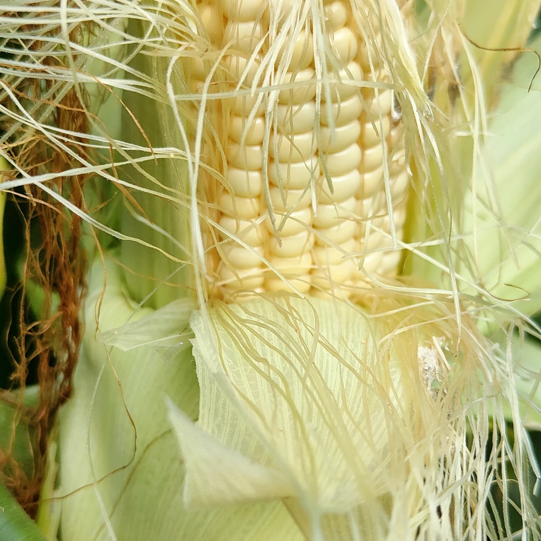 小兴安岭伊春黏玉米