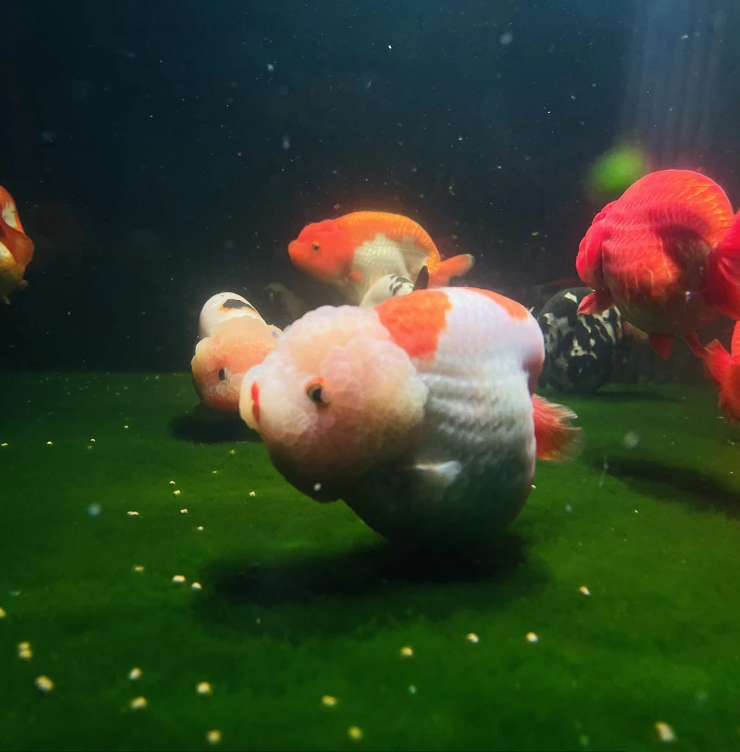 精选兰寿金鱼观赏鱼