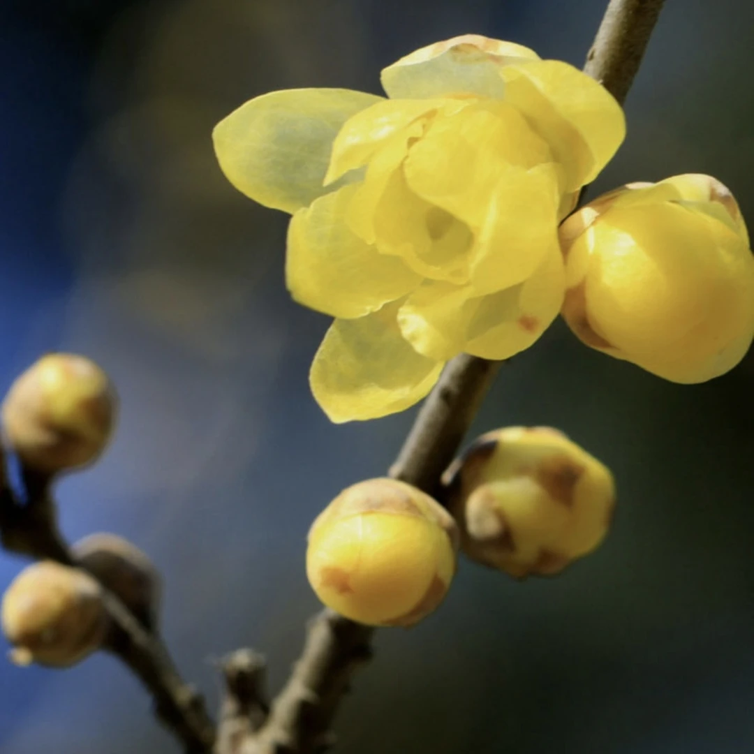 鄢陵精品腊梅阳台花卉耐寒黄色腊梅花腊梅树腊梅盆栽素心腊梅鲜花