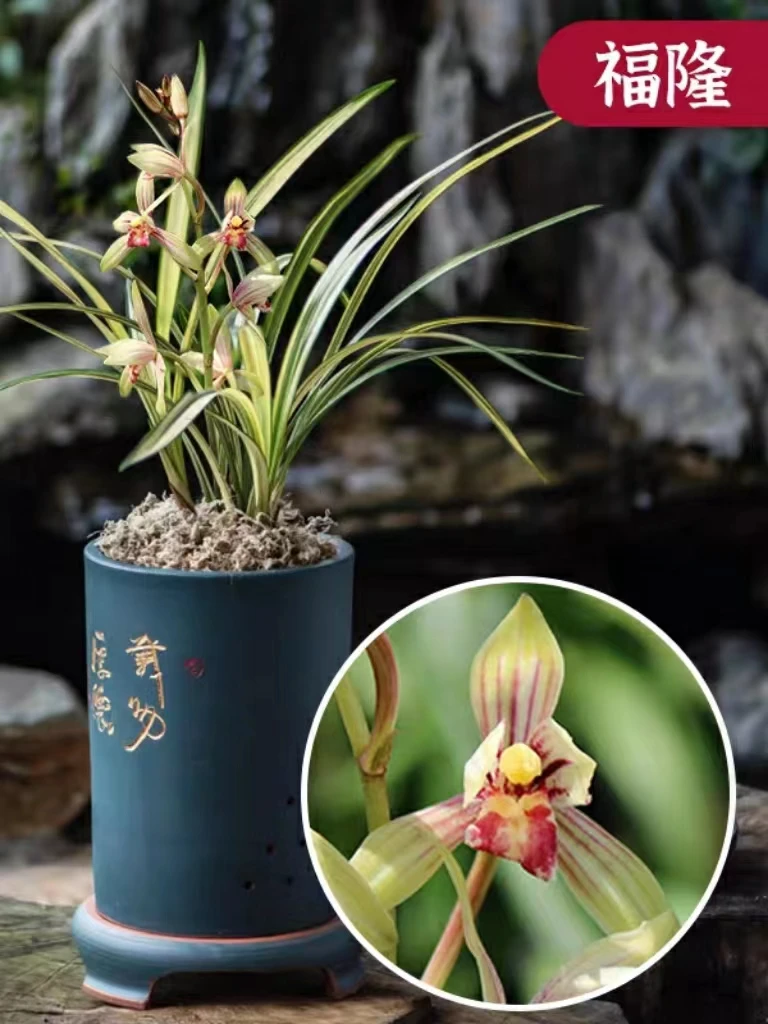 兰花苗四季建兰叶艺铭品福隆中透兰花