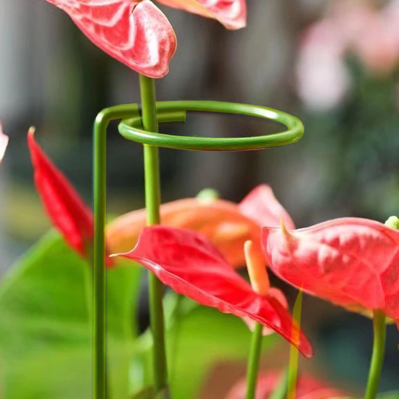 植物防倒伏支架铁艺绣球吊兰支撑杆园艺爬藤固定架花卉朱顶红花架