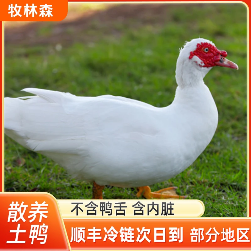 农家散养红嘴豚鸭现杀1只净重4斤左右 无鸭舌含内脏 顺丰