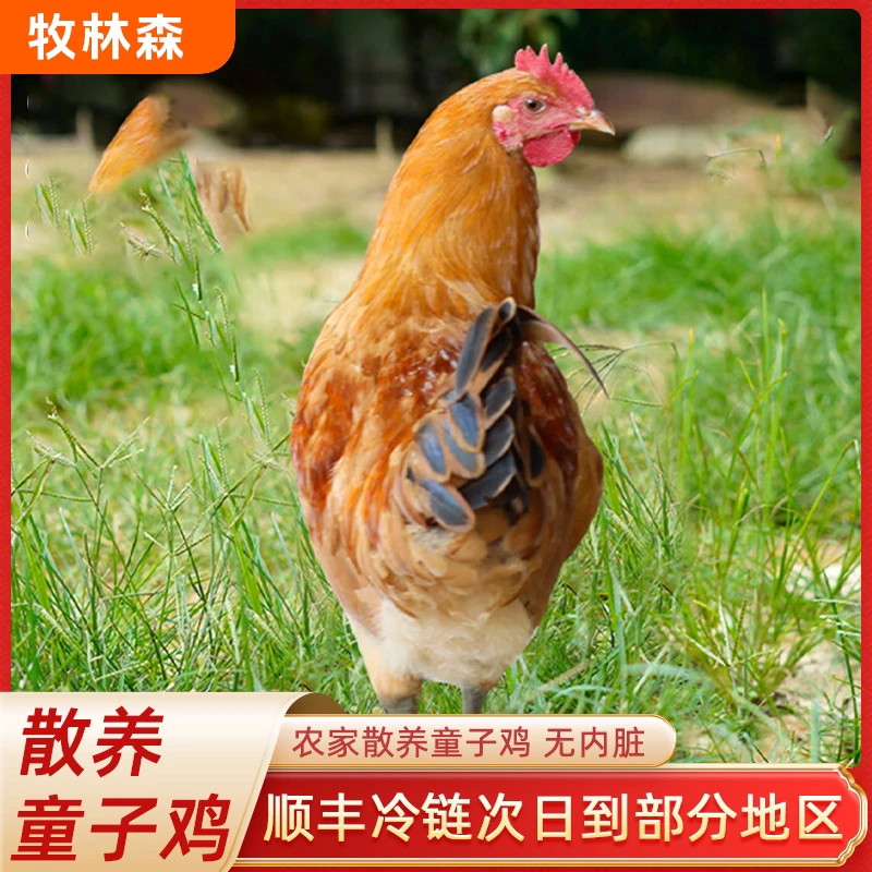 3只黑脚童子鸡 单只净重1.6-2斤左右 农家谷物喂养 无内脏 顺丰