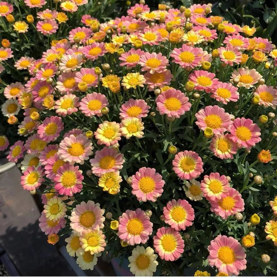 玛格丽特盆栽花好养活阳台庭院推荐多年生可地栽颜色多大盆易开花