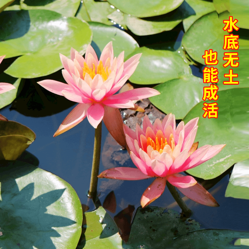 大睡莲根块池塘水培大睡莲水培植物四季水养莲花花卉荷花睡莲花苗